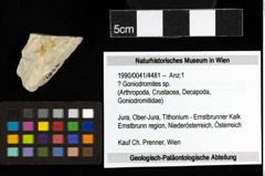 Foto (Objekt + Etiketten) von ? Goniodromites sp. 
